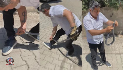 Eliyle yakaladığı yılan bacağını ısırdı: O anlar kamerada