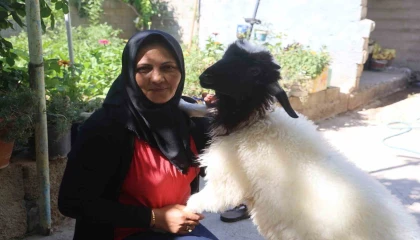 Evladını lösemiden kaybeden anne, teselliyi peşinden ayrılmayan kuzuda buldu