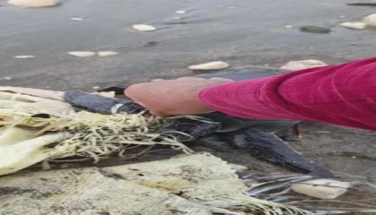 Hatayda çuvala dolanan yavru deniz kaplumbağası belediye ekiplerinin dikkatiyle kurtuldu