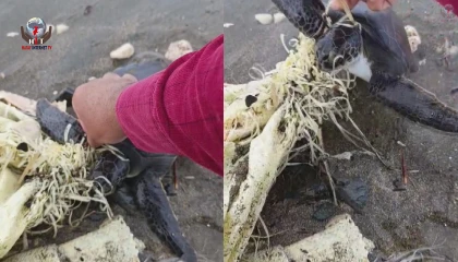 Hatayda çuvala dolanan yavru deniz kaplumbağası belediye ekiplerinin dikkatiyle kurtuldu