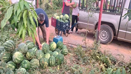 Hayırsever çiftçinin tarlası bu yıl öğrencilerin için hasat edildi