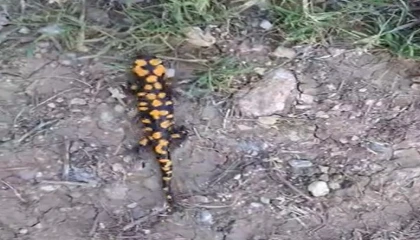 Kahramanmaraşta benekli semender görüntülendi