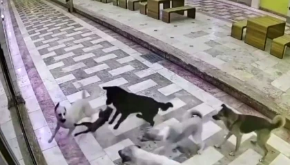 Kedinin tek başına 6 köpekle mücadele ettiği anlar kameraya yansıdı