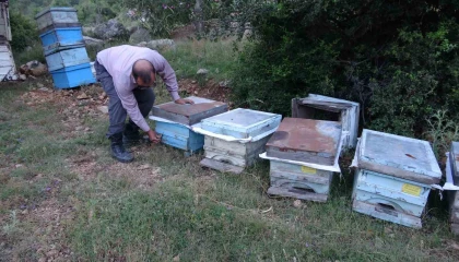 Keven ve kekik balı için yayla yolculuğu başladı