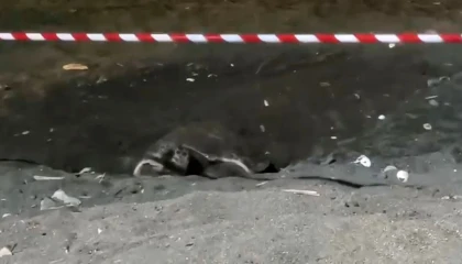 Koruma alanı dışına yuva yapan caretta caretta için şeritli tedbir