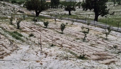 Mersin Erdemlide dolu tarım alanlarına zarar verdi