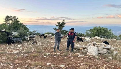 Mersinde kayıp 40 küçükbaş dronla bulundu