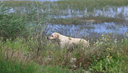 Milleyha Sulak Alanına 5 yavru köpeği bırakan 2 şahsa 540 bin TL para cezası uygulandı