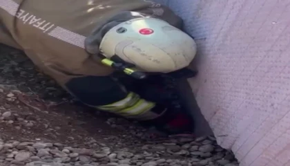 Moloz yığını altında kalan yavru kedi kurtarıldı