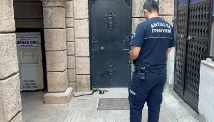 Namaza gelen cemaat karşılaştıkları yılanı önce oyuncak sandı, hareket edince telefona sarıldı