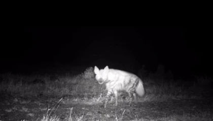 Nesli tükenme tehlikesindeki çizgili sırtlan fotokapana yakalandı