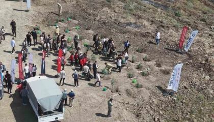 Orman yangınından zarar gören alana fidan ekildi