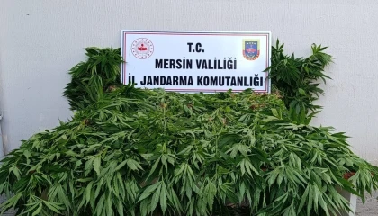 Ormanda kenevir yetiştirenlere suçüstü operasyon: 2 tutuklama