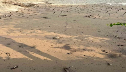 Osmaniyede çamura saplanan kaplumbağayı itfaiye kurtardı
