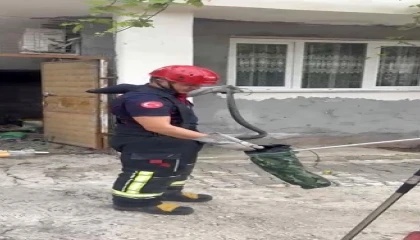 Osmaniyede evin bahçesinde görülen yılan yakalandı