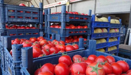 Sebze halindeki domatesin fiyatı 15 TLye düştü