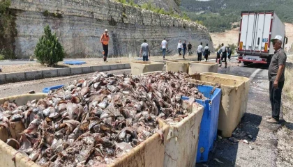 Seyir halindeki tırın dorsesi patladı, 15 ton balık atığı yola saçıldı