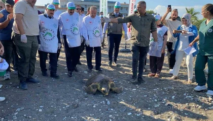Tedavisi tamamlanan 3 deniz kaplumbağası yeniden denizle buluştu