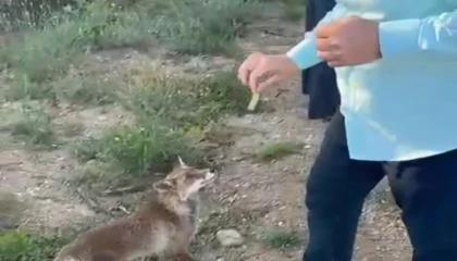 Tilkiyle dostluk kameraya yansıdı