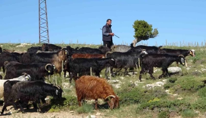 Türkiyenin keçi yetiştirme merkezi Mersin: Toroslar yeşerdi, Yörüklerin zorlu mesaisi başladı