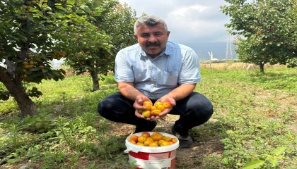 Ziraat mühendisinin tavsiyesiyle diktiği kayısıdan 6 yıldır ürün alıyor