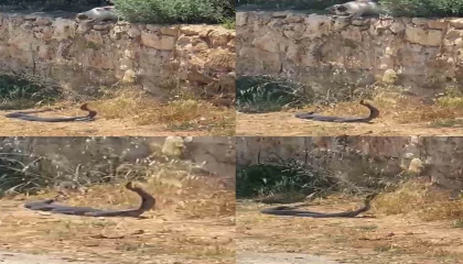 2 metrelik yılanların dansını kedi izledi