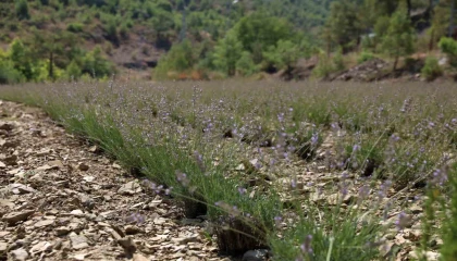 Alanya Belediyesinin lavanta bahçesinde ilk hasat yapıldı