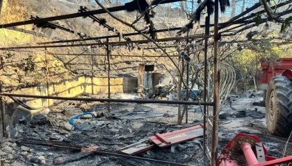 Alanyada orman yangını muz seralarına sıçradı: 17 hektarlık alan zarar gördü