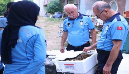 Antalya Otobüs Terminalinde kerevit operasyonu: 90 kilogram ele geçirildi