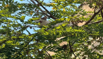 Antalyada ağaçtan inemeyen kedi vinç yardımıyla kurtarıldı