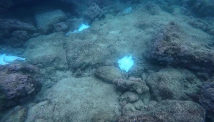 Antalyada deniz dibinde çok sayıda ölü vatoz görüntülendi