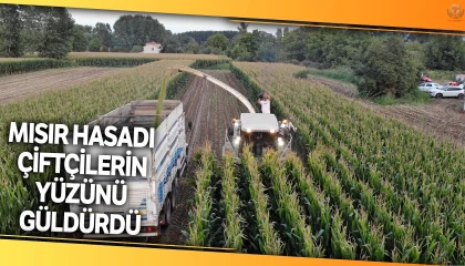 Arsuzda silajlık mısır hasadı başladı