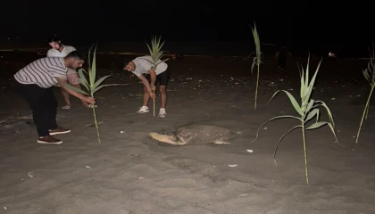 Caretta carettayı yuva yaparken gören gençler, duyarlılık gösterdi önlem aldı