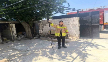 Evin bahçesinde görülen 2 karayılan paniğe neden oldu