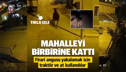 Firari angus mahalleliye korku dolu anlar yaşattı