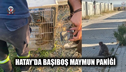 HATAY'DA BAŞIBOŞ MAYMUN PANİĞİ