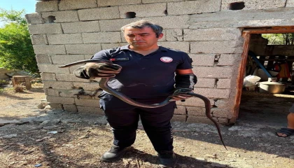 Hatayda yerleşim alanlarına giren yılanlar yakalandı