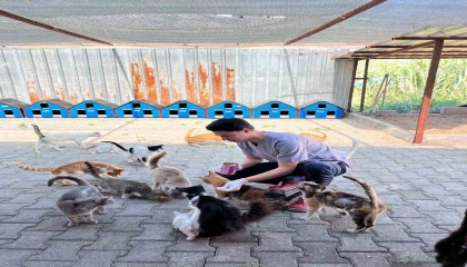 Kemerde haziran ayında 189 sokak hayvanı kısırlaştırıldı