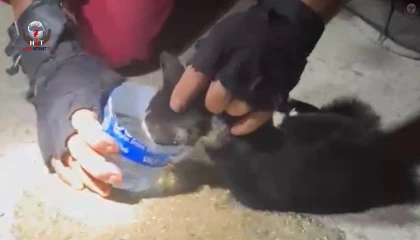 MAZGALA DÜŞEN YAVRU KEDİ KURTARILDI