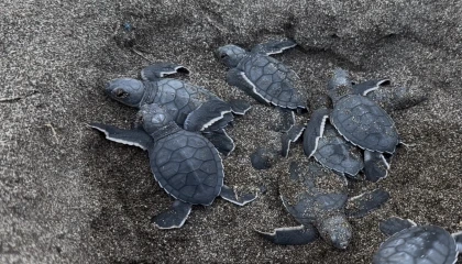 Mersinde sezonun ilk deniz kaplumbağası yavruları Akdenize ulaştı
