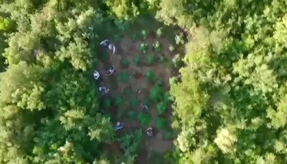 Ormana kenevir bahçesi kuran zehir taciri yakayı ele verdi