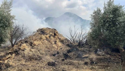 Osmaniyede bahçedeki saman balyaları yandı, zeytin fidanları zarar gördü