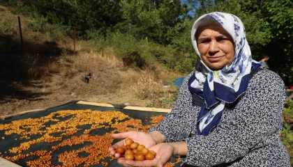 Satılamayan kirazlar kurutularak kışlık çereze dönüştürülüyor