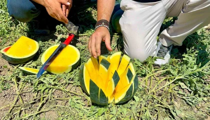 Tropical Sunshine üreticinin yüzünü güldürüyor