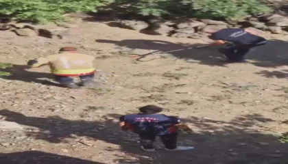 Yakalanacakken kaçan yılan, ekipleri peşine taktı