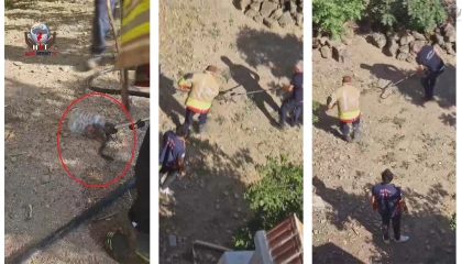 Yakalanacakken kaçan yılan, ekipleri peşine taktı