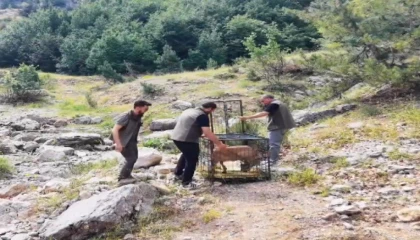 Yaralı dağ keçisi tedavisinin ardından doğaya bırakıldı