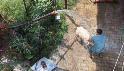 Adanada 42 derece sıcaklıkta koyunları buzlu ve soğuk suyla serinletme