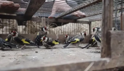 Adanada saka kuşlarını kaçak avlayan kişiye 297 bin 608 lira ceza