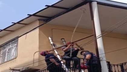 Adanada tavana sıkışan güvercini itfaiye kurtardı